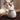 Glazed Hand Painted Ceramic Cat Urn